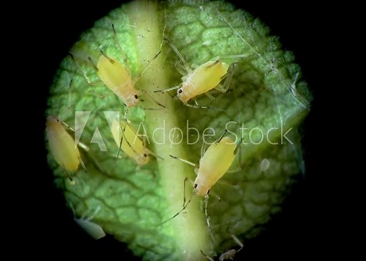 Aphid under a microscope, Aphididae - aphid superfamily (Aphidoidea, Hemiptera) on a cucumber leaf, many are dangerous pests of cultivated plants