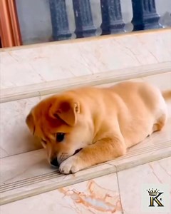 💚🐕🐶 | King Strong