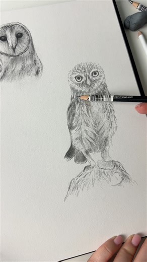 Fancy drawing with REAL owls? Read the description! 😍✍🏼🦉 #sketch #quicksketch #drawing #owl