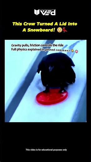 This Crow Knows Physics Better Than Humans! 🤯 #shorts