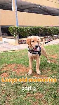 Lucy is no more but I am sharing her memories that we have created for one year part 3