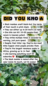 130K views · 1.5K reactions |  Deadliest Snake on Earth – The Black Mamba! #facts | Devlop Express | Facebook