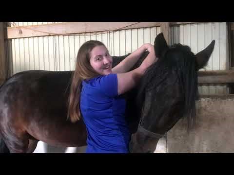 Equine Massage Basics