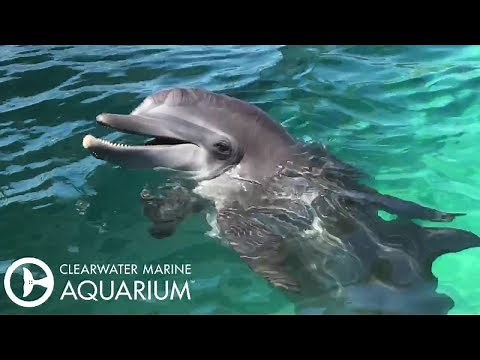 Nicholas the Dolphin Reunited with Special Guest