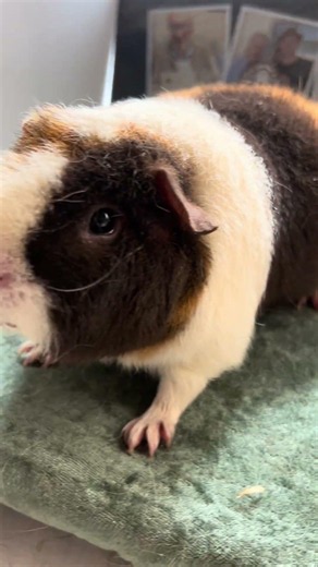 Could this be our next show quality Guineapig | Guinea Pigs With Greg