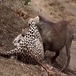 Warthog attacking a leopard, a rare sight! 🐗🐆 #WildlifeBattle #WarthogVsLeopard #NatureDrama #SavannahStruggle #UnexpectedTwist | La Pulga News