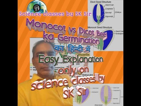 Monocot vs Dicot Beej ka Germination | Easy Explanation in hindi by SK Sir