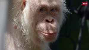 Freiheit für Albino-Affe