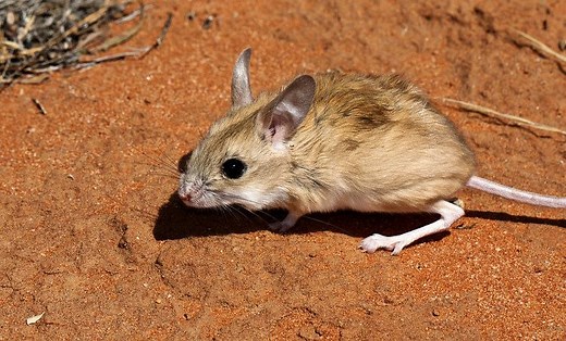 Dusky hopping mouse - Alchetron, The Free Social Encyclopedia