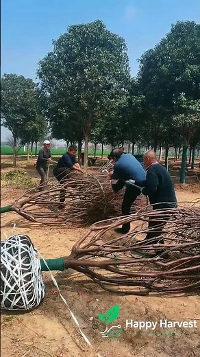 🌳✋ **Manual Shrub Wrapping & Branch Bundling**