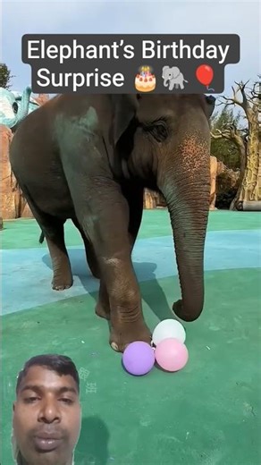 Elephant’s Birthday Surprise Goes Viral 🎂🐘🎈😂 #elephant #cute #funny