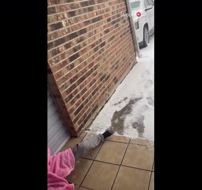 Girl's first snow experience goes hilariously wrong with a slip