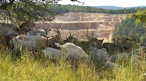 🥾 Lom Amerika, Sněžka nebo třeba Lipno. Některé tuzemské lokality bývají celé léto doslova v obležení turistů. Agentura ochrany přírody a krajiny proto nabízí seznam míst, která nejsou tak „profláknutá“. | ČT24
