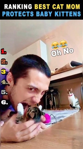Cat Mom Protects Her Baby Kittens, Best Mother Cat Love Moments Ranking❤️🐱
