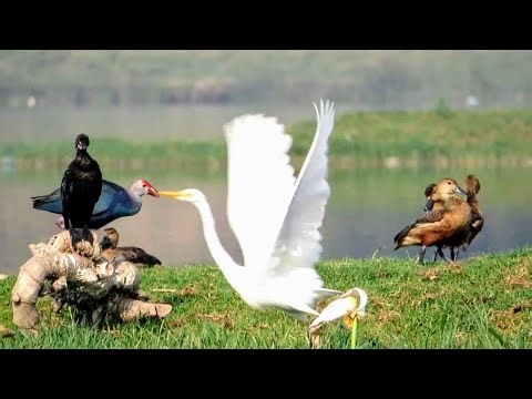 Relaxing Birds Preening Feathers in slow motion | Flying Birds