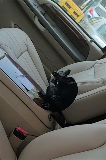 Ford Excursion Leather Upgrade — Torn Seats to Brand New Interior