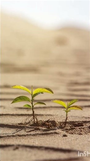 A story of a lichi tree 🤯🌴🌴🌴