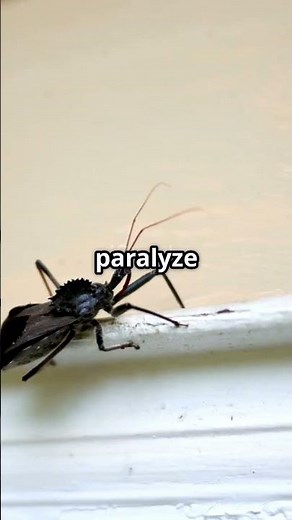 The Stealthy Hunt of the Wheel Bug