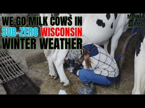 Night Milking in a Tie Stall Barn - Sub-Zero Wisconsin Farming