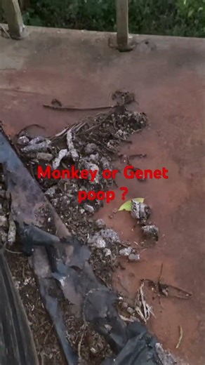 Monkey or Genet Poop in Kenya ??? @dayhikingandherpingdudes