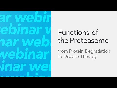 Functions of the Proteasome From Protein Degradation to Disease Therapy