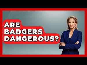 Are Badgers Dangerous? - The Midwest Guru