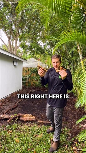 3.7K views · 210 reactions | Homegrown shampoo ginger ready to plant!...