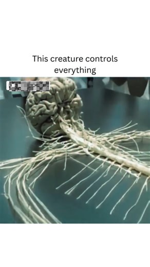 David Abbasi, MD | Orthopedic Sports Surgeon | This is the nervous system — the command center of the human body. Every movement, every sensation, every thought begins here. An intricate... | Instagram