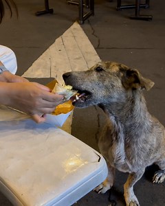 218K views · 9.7K reactions | Animals should not have to beg for food 梁 | Furry Tails | Facebook