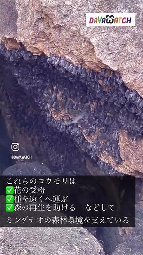 【世界最大級のコウモリ保護区🦇】 #フィリピン #ダバオ #フィリピン旅行 #フィリピン観光 #ギネス記録 #コウモリ #サマル島 #洞窟 #衝撃 #davawatch #ダバオッチ