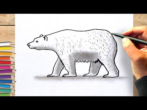 Comment dessiner un ours polaire etape par etape