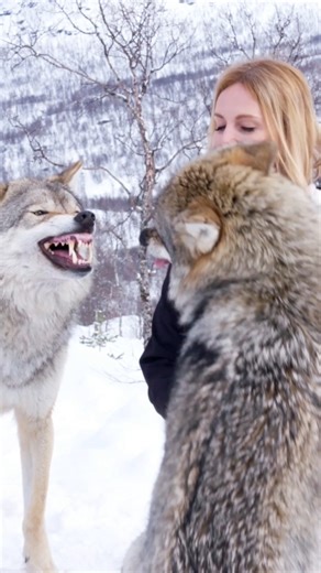 85K views · 2.4K reactions | Wolf attacks pack mate for disrespecting the pack order. Braga is the top wolf and disciplines Marit for pushing in front of him when he wants to greet me. He slams her but does not hurt her, as Wolves try to not hurt fellow pack members as it stops hunting. I keep very still to stop the wolves diverting aggression onto me.  Anneka Svenska #wolf #wolves #wolfpack #dogbehaviour #norway | Anneka Svenska | Facebook