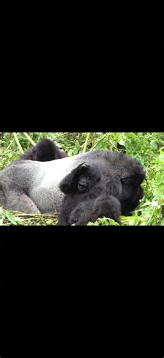Zuk playing around #wildlife #gorilla #nature ‪@myfahlo‬
