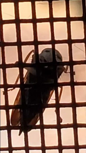 Rare ALIEN bug with Skull for a face #nature #insect #bugslife