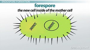 Endospore | Definition, Structure & Importance