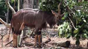 A brown deer is eating leaves from a tree. The deer is in a forest with many trees