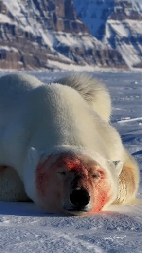 144K views · 3.8K reactions | You might recognize this bear from...