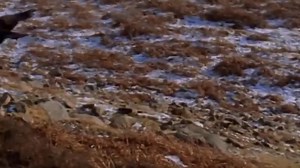 3.6K views · 204 reactions | Eagle chasing and hunting Fox on meadow.mp4 | Wild life Animals | Facebook