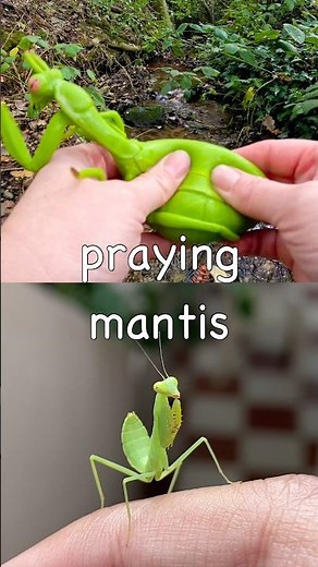 Kids Learn | Bug Insect Names at the Woodland Stream: Praying Mantis Spider Earthworm Millipede Ant