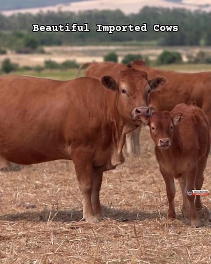The Most Beautiful Cows in the World