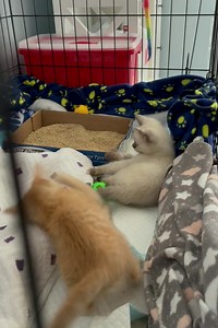 The new kittens……. | Kitten Rescue