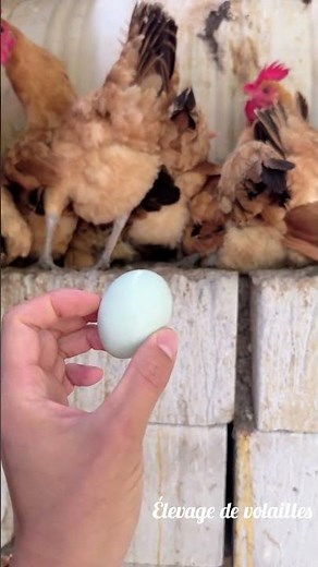 "How to boost the growth and egg production of your hens!" #ProductiveHens #poultry #poultryfarming