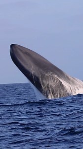 285K views · 4K reactions | This magnificent Blue Whale comes up from the deep to breach the surface! #NatureIsAwesome | Greenpeace UK | Facebook