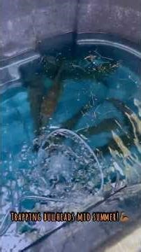 Catching bullheads in Z-Traps Mid summer. #viral #fishing #yt #fish #bait #missouri #creative