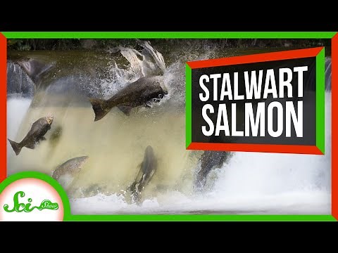 These Death-Defying Salmon Just Keep Spawning