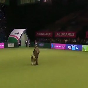 Amazing Dog Performs.🐶 | Nancy Blaq