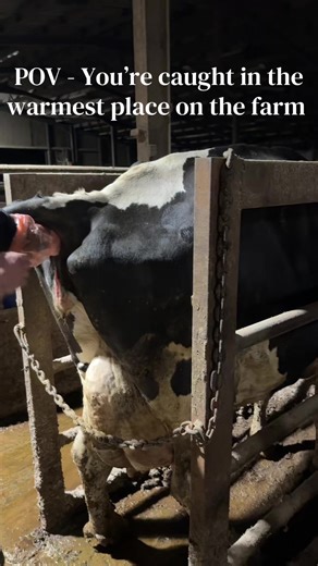 Right hand is still cold btw #storm#farming#cow | farm