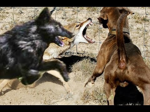 Big black Coyote Attacks the dog!!!