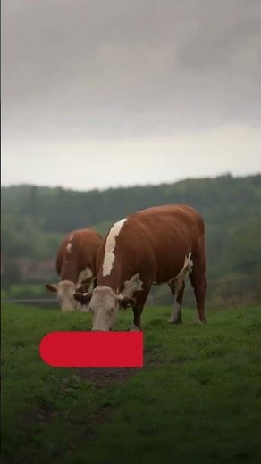 Why ButcherBox stands out?⁠