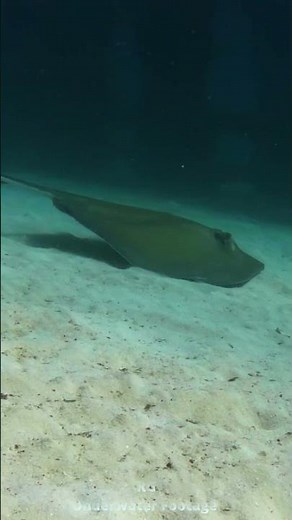 Neptune Memorial Reef – Southern Stingray Swimming Over Sand